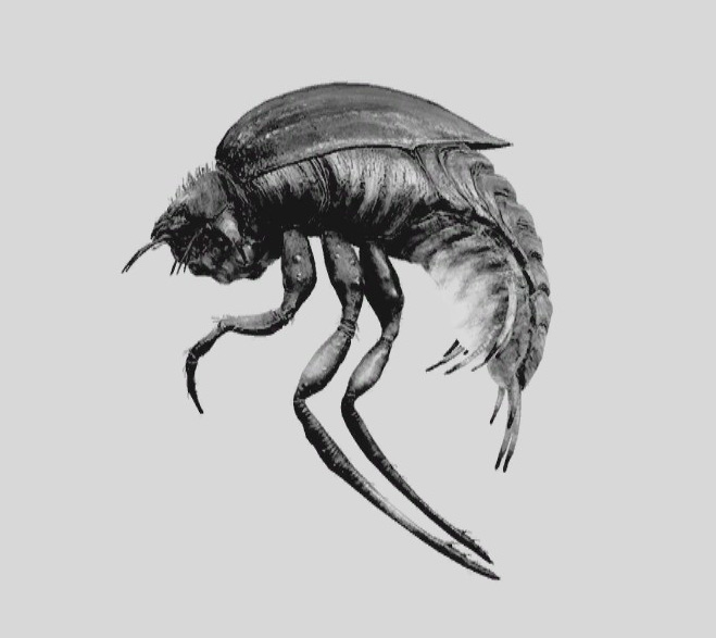 Stalker Beetle